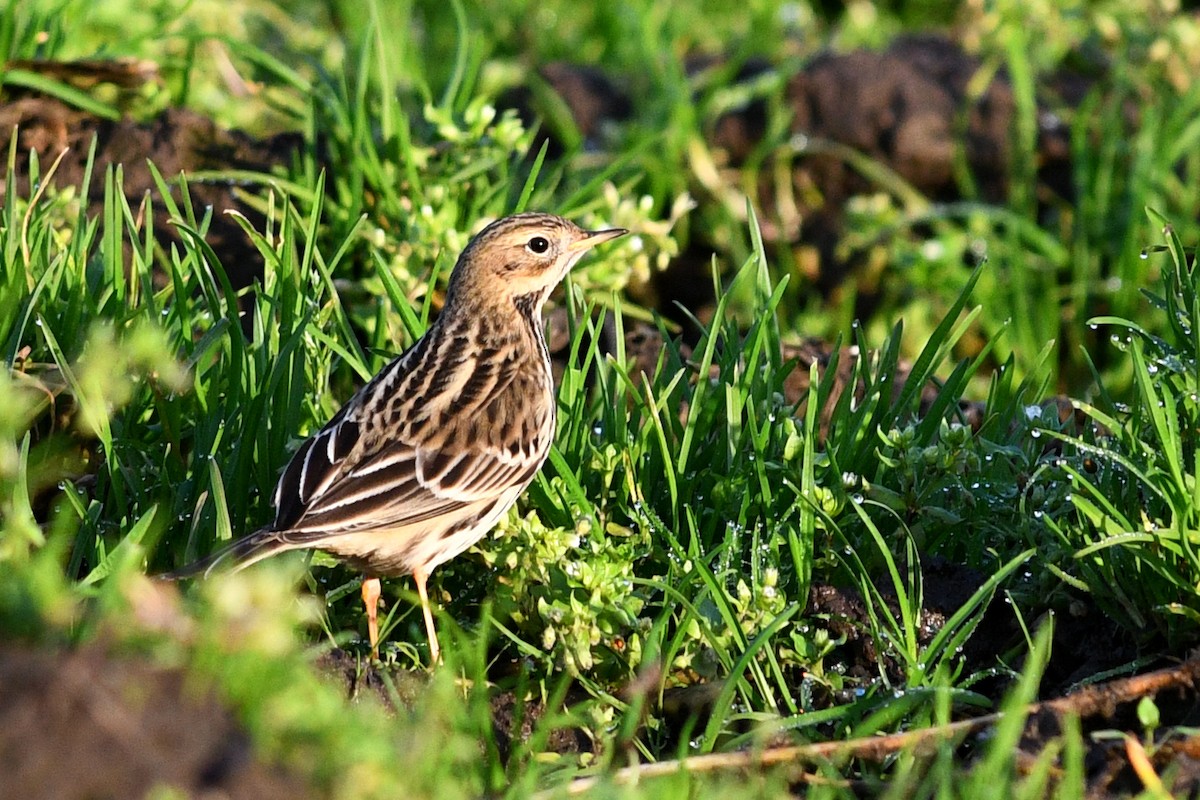 Red-throated Pipit - ML193998221