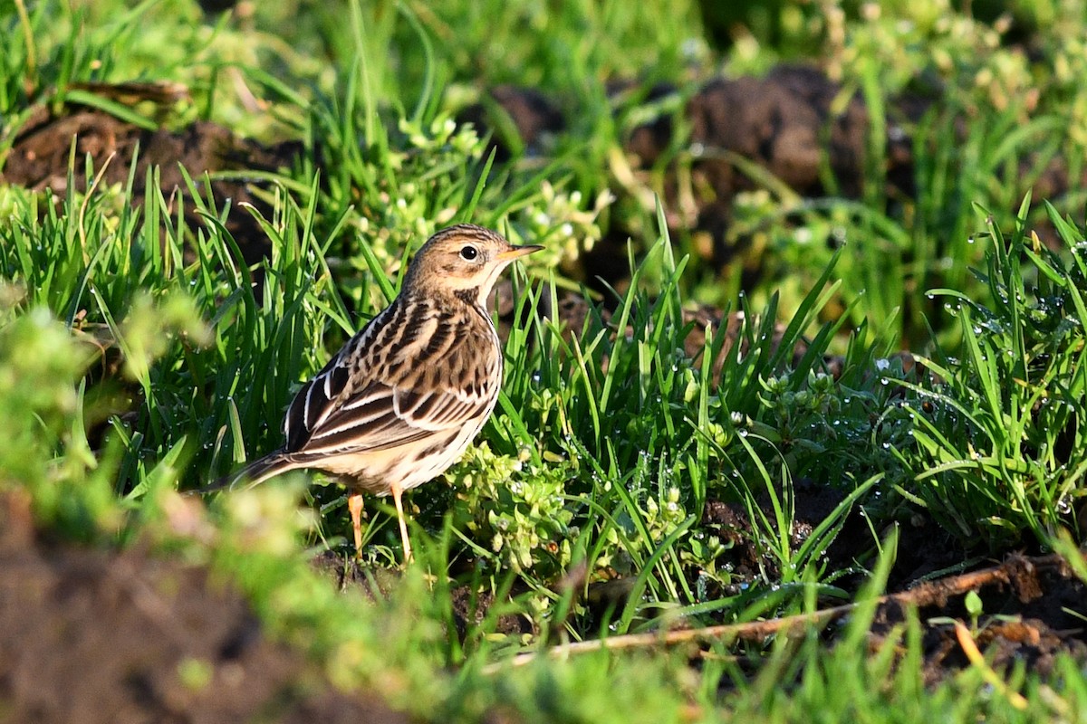 Red-throated Pipit - ML193998261