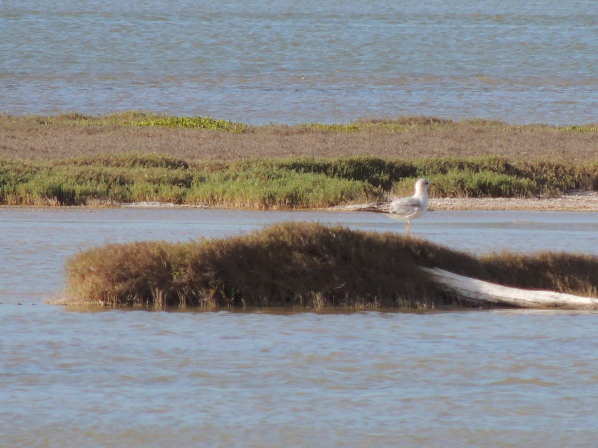 Ring-billed Gull - ML193999561