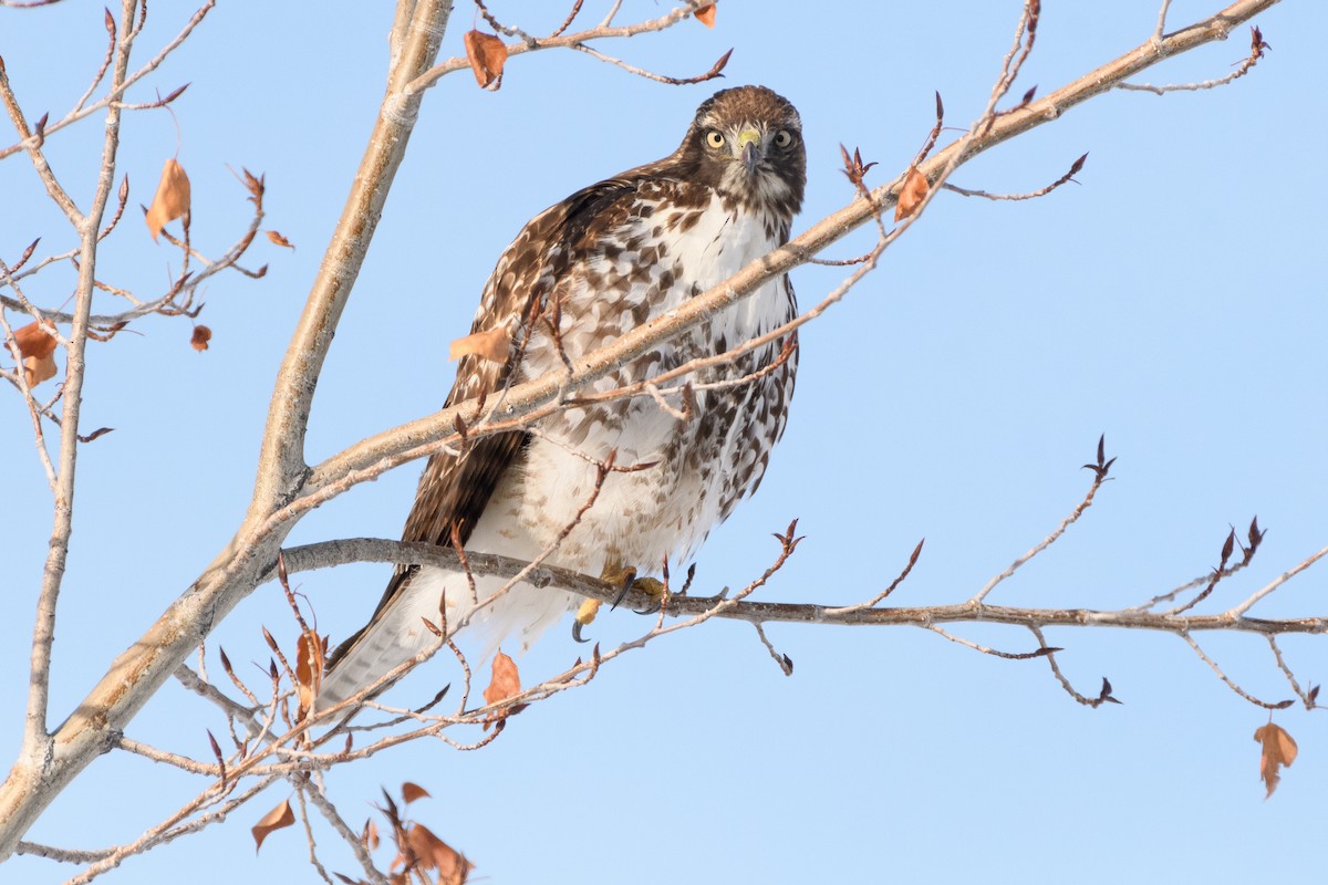 Red-tailed Hawk - ML194000721