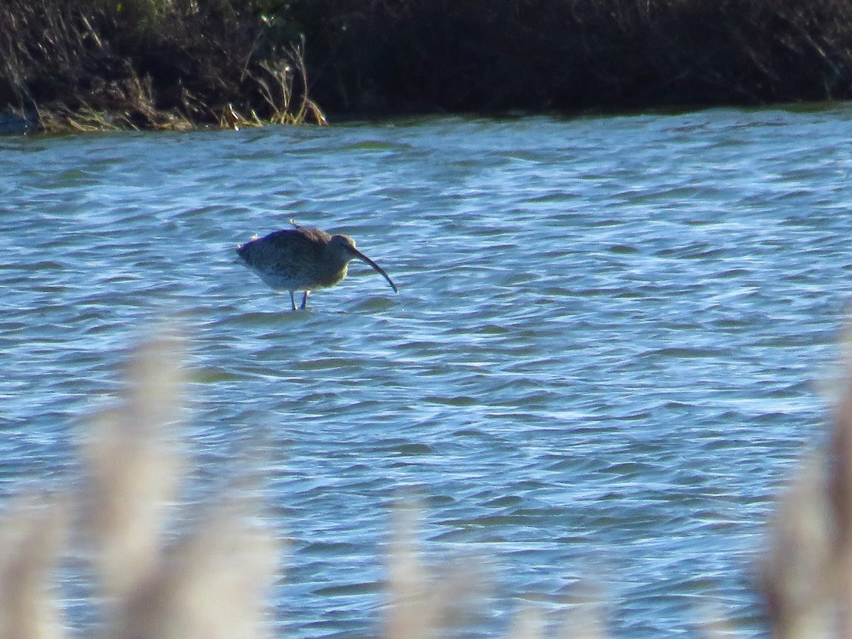 Eurasian Curlew - ML194001121