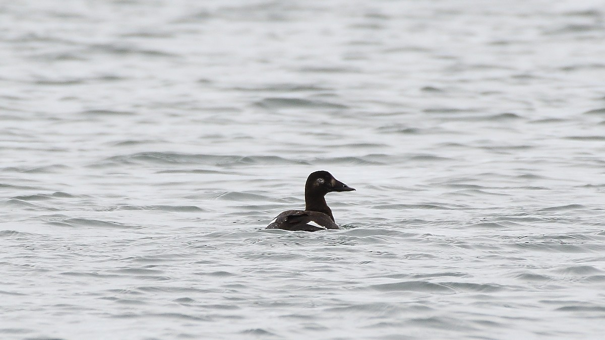 White-winged Scoter - ML194001871