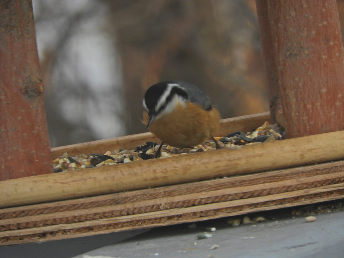 Red-breasted Nuthatch - wayne busch