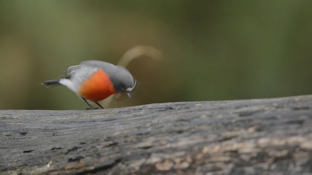 Petroica Flamígera - ML194004421