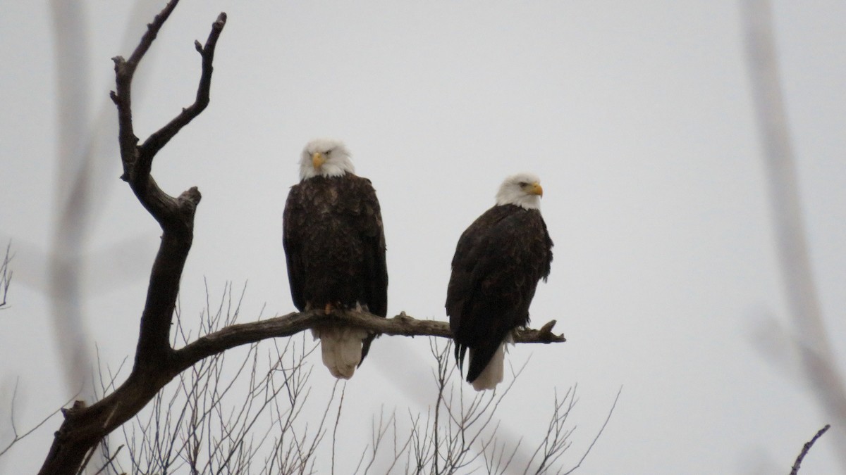 Bald Eagle - ML194004461