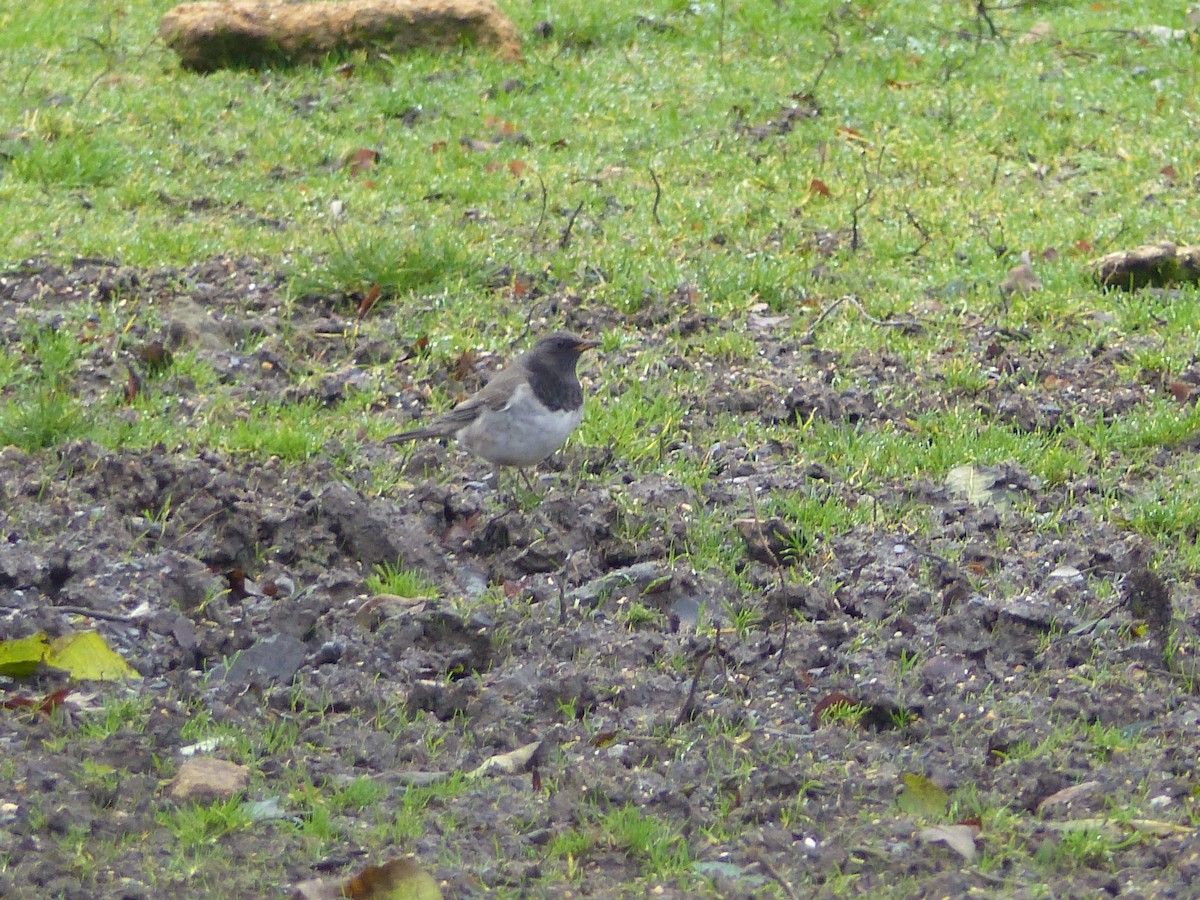 Black-throated Thrush - ML194004761