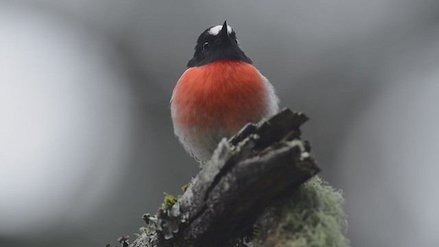 Scarlet Robin - ML194005361