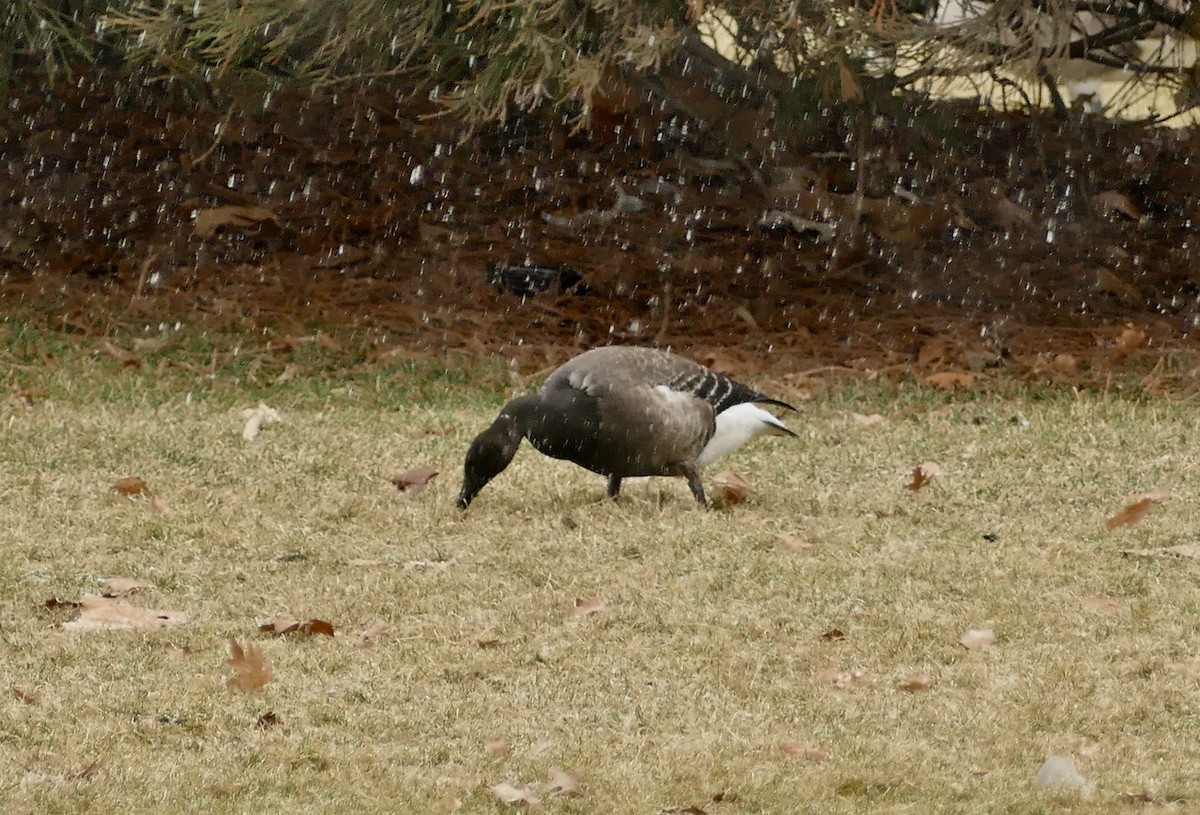 Brant - ML194009671