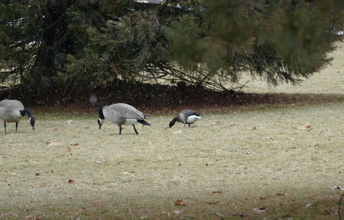 Brant - ML194009731