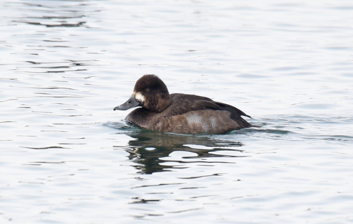 Greater Scaup - ML194010021