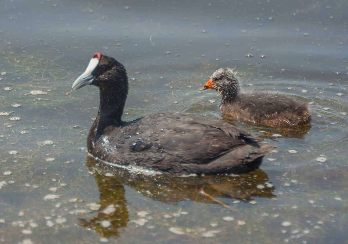 Red-knobbed Coot - ML194010981