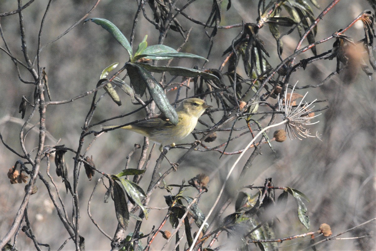 Common Chiffchaff - Jorge  Safara