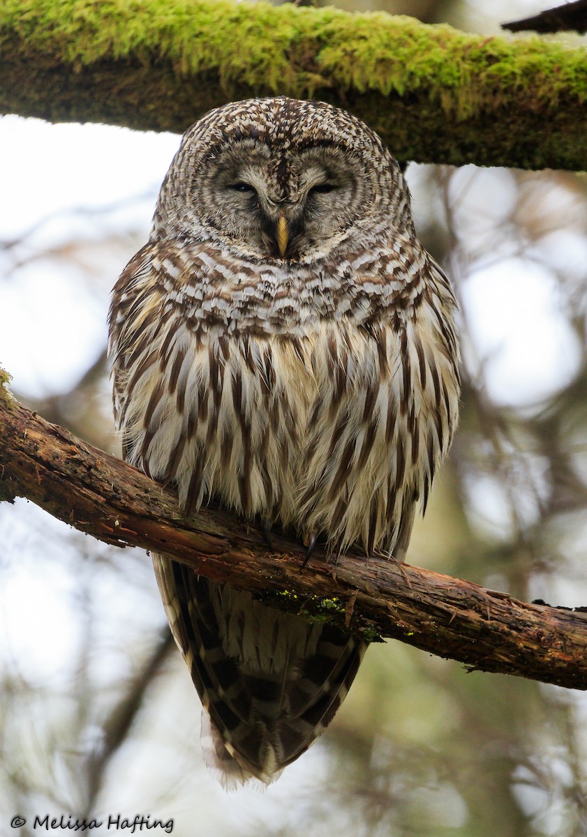 Barred Owl - ML194011741