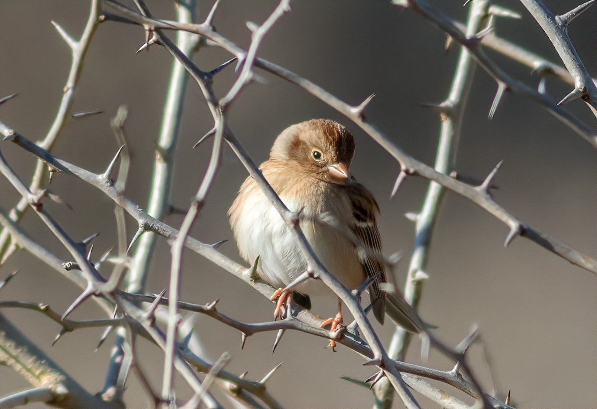 Field Sparrow - ML194012041