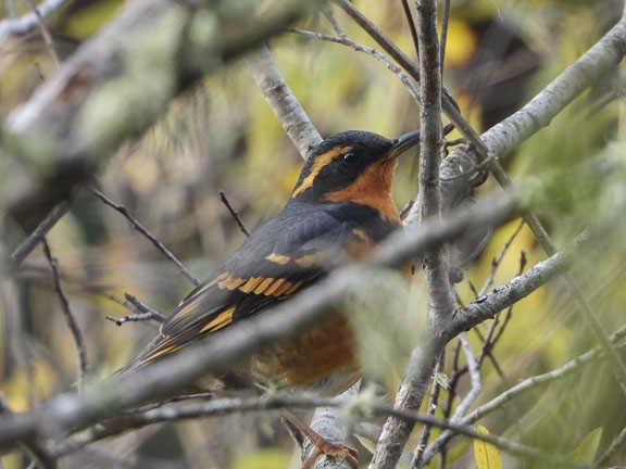 Varied Thrush - ML194012291