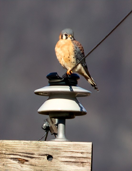 American Kestrel - ML194012371