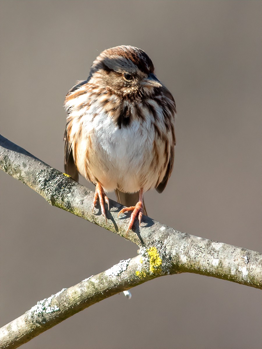 Song Sparrow - ML194012621