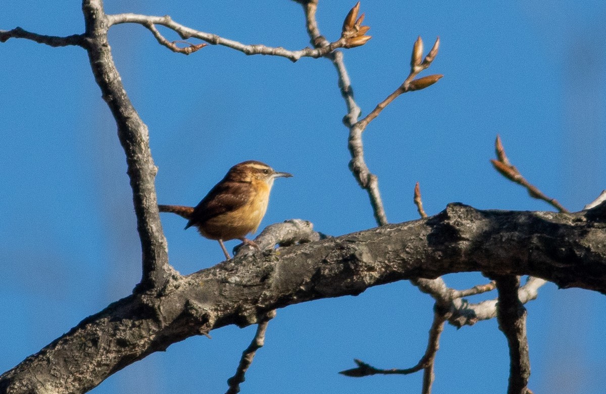 Carolina Wren - ML194013881