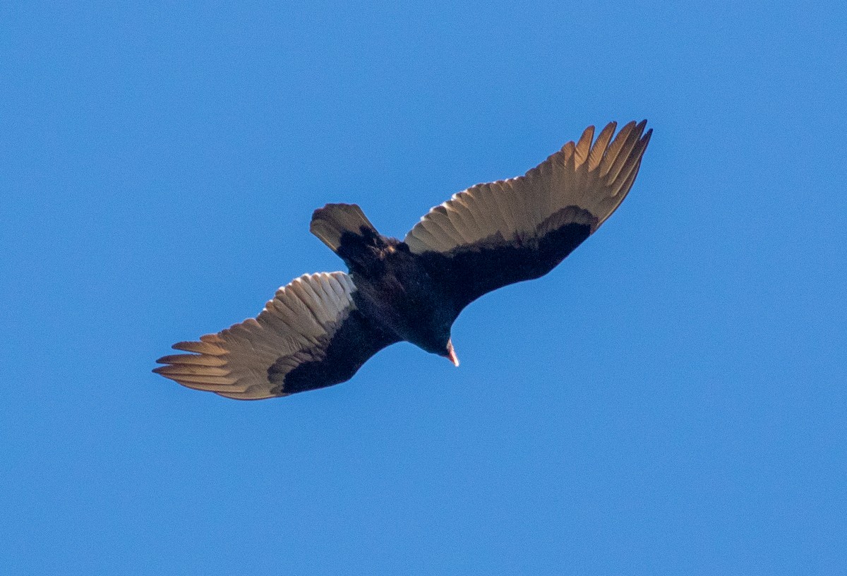 Turkey Vulture - ML194013931