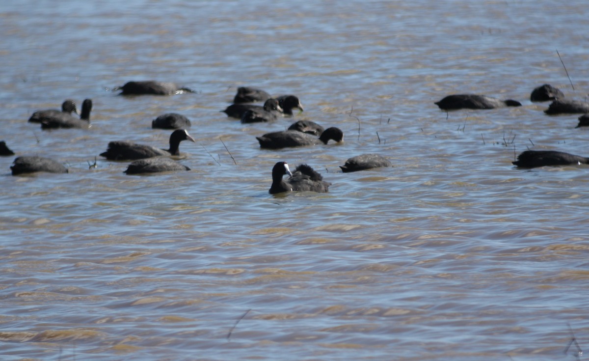Red-knobbed Coot - ML194018361