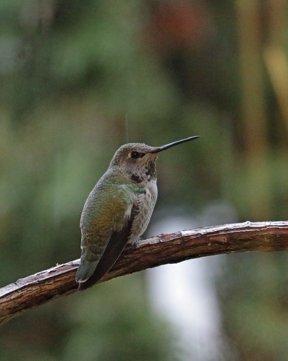 hummingbird sp. - ML194018481