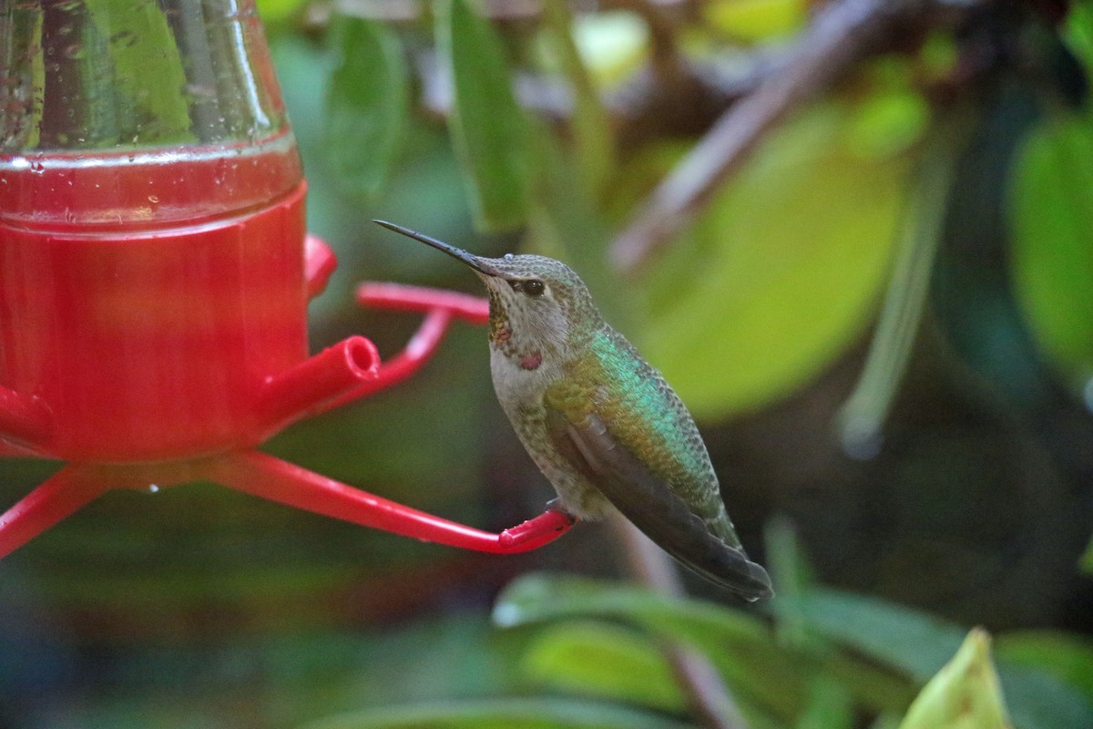 hummingbird sp. - ML194018501