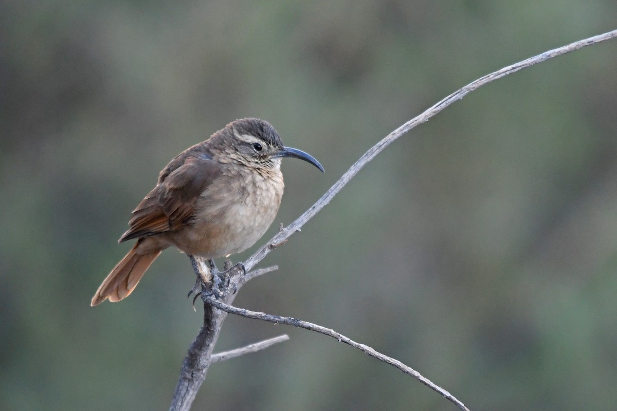 White-throated Earthcreeper - ML194024181
