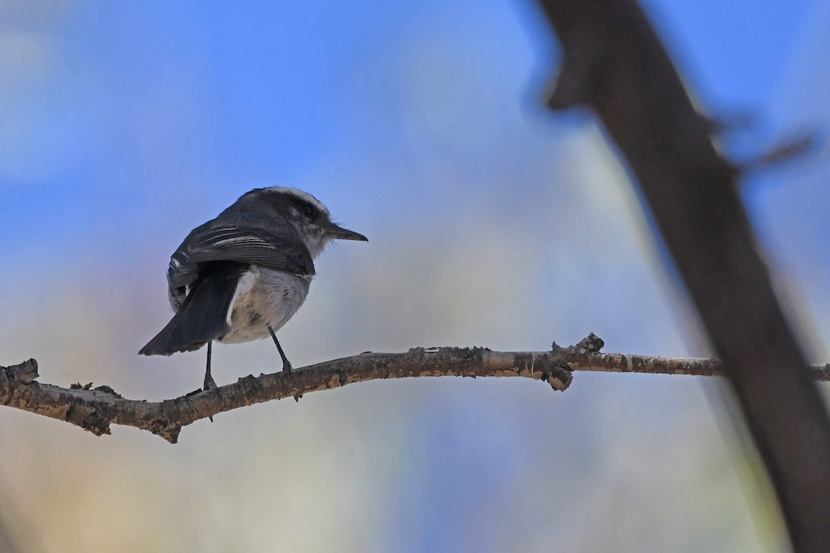 White-browed Chat-Tyrant - ML194024381