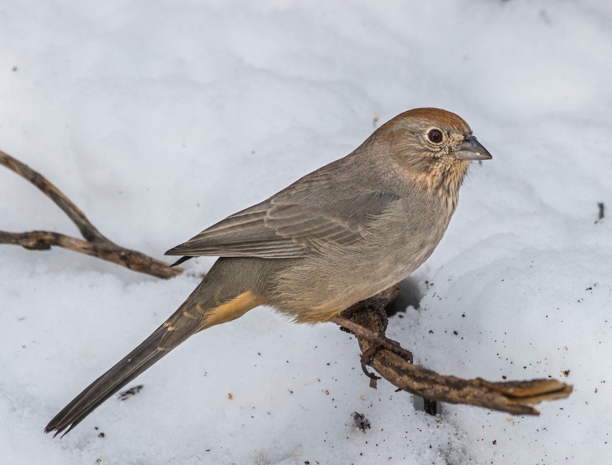 Canyon Towhee - ML194024721