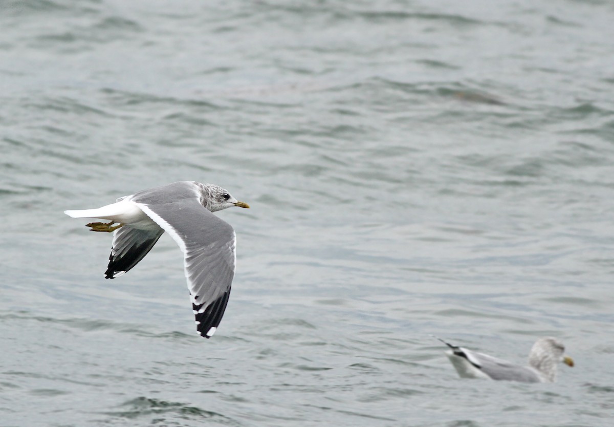 Common Gull (Kamchatka) - Jeremiah Trimble