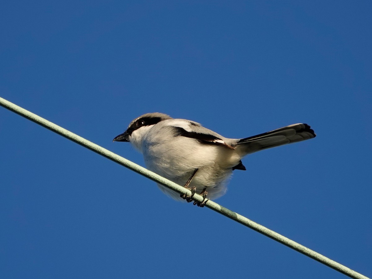 Pie-grièche migratrice - ML194027101