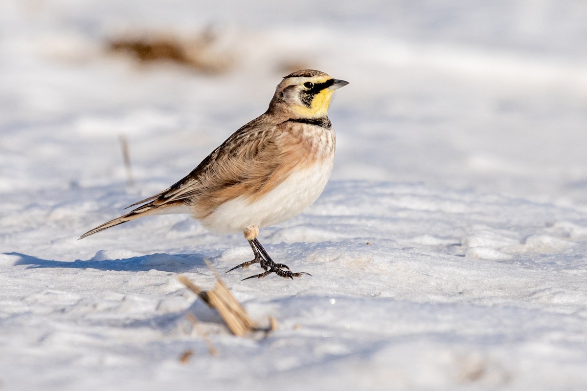 Horned Lark - Brad Imhoff