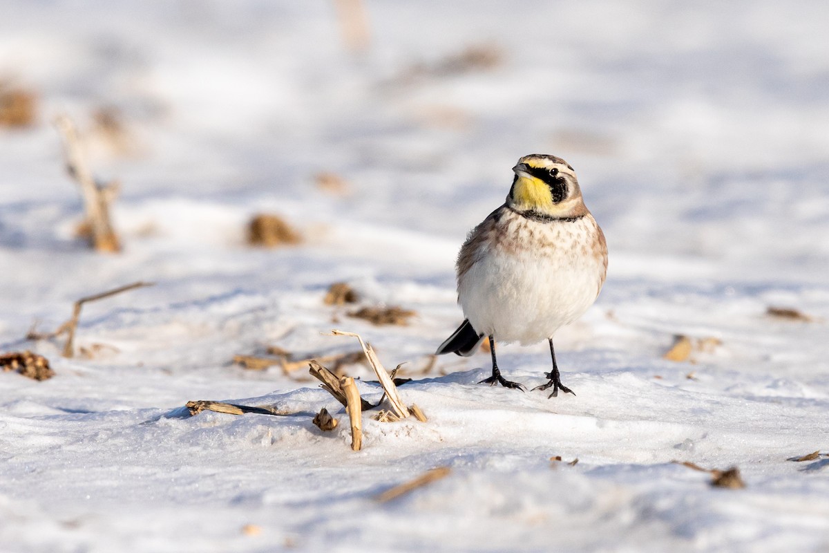 Horned Lark - Brad Imhoff