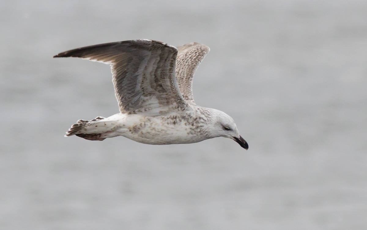 Great Black-backed Gull - ML194028421