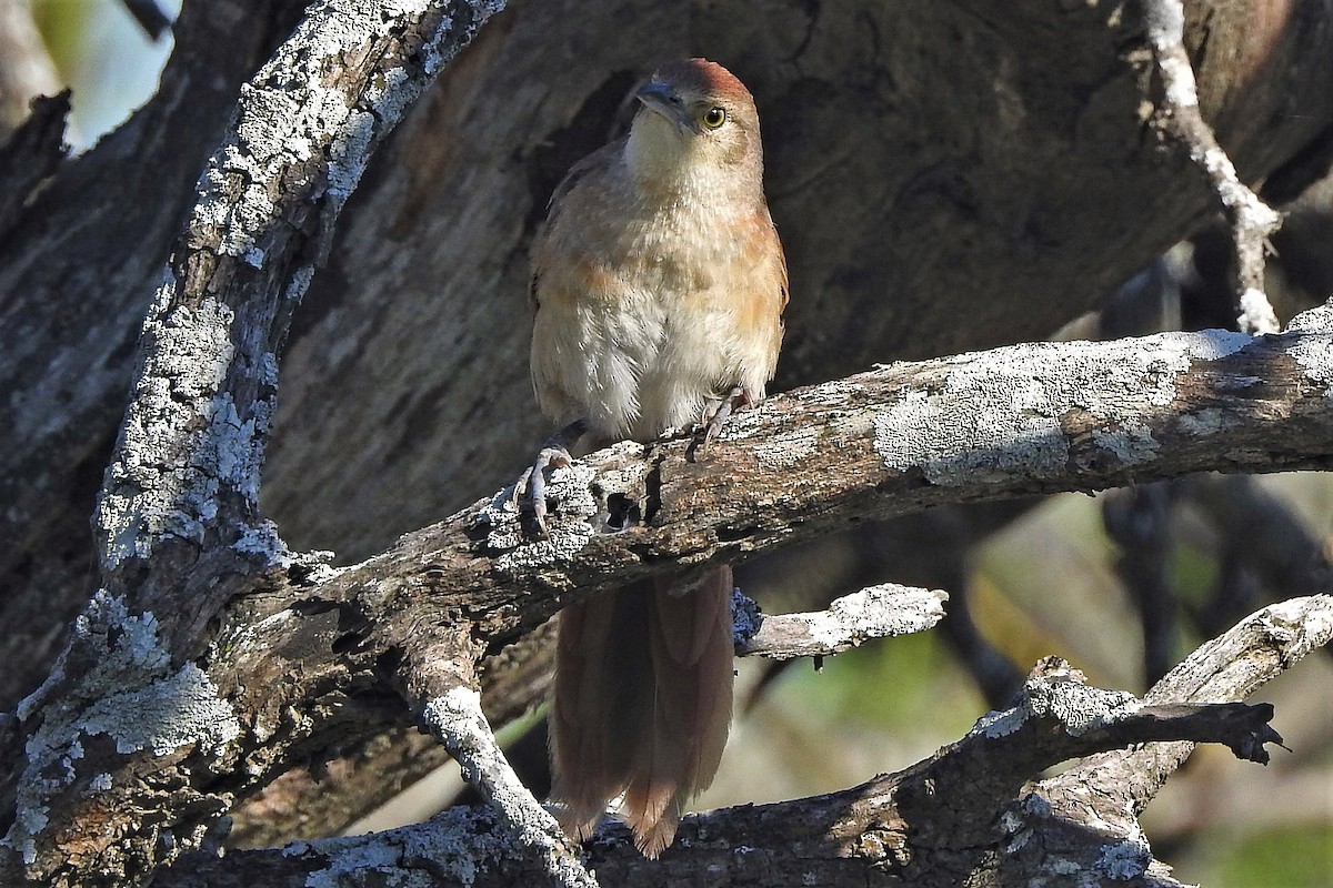 Freckle-breasted Thornbird - Hugo Hulsberg