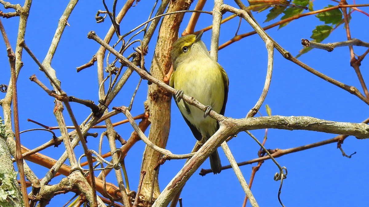 Ak Gözlü Vireo - ML194030031