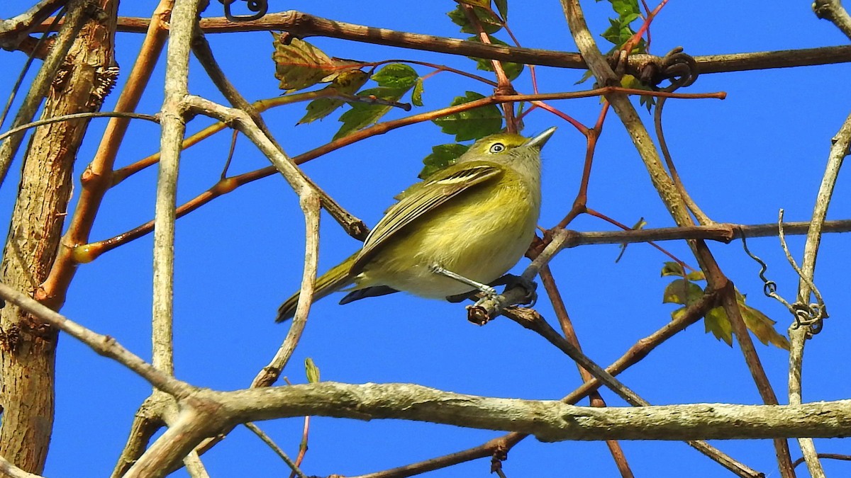 Ak Gözlü Vireo - ML194030041