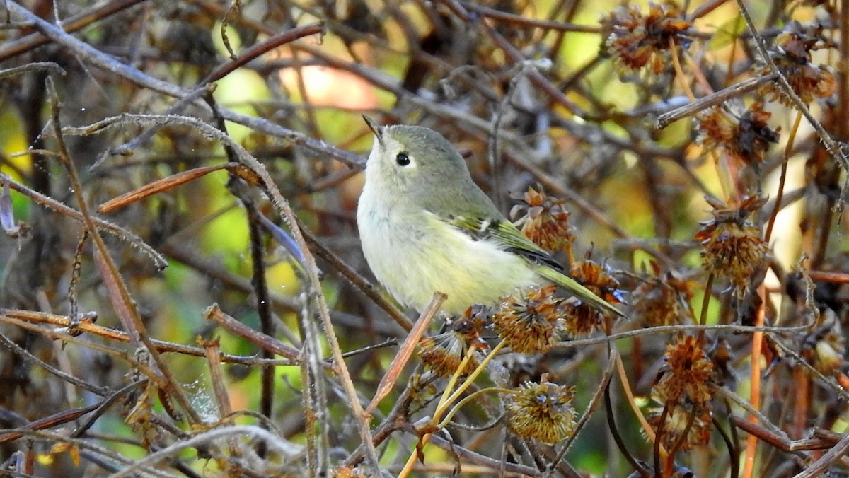 Ruby-crowned Kinglet - Jim Brady