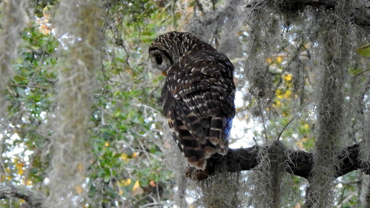 Barred Owl - ML194030241