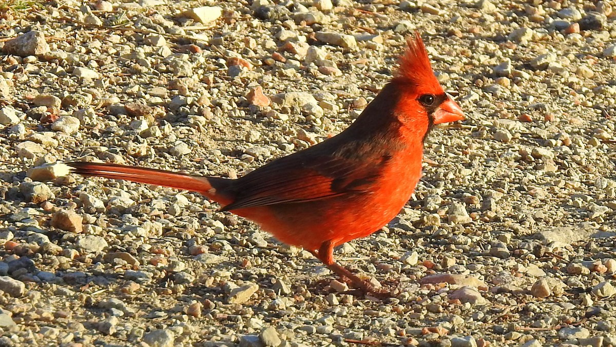Northern Cardinal - Jim Brady