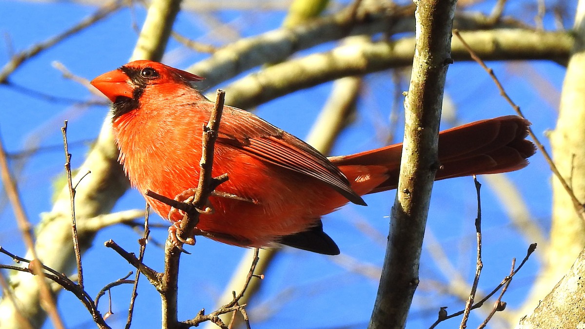 Northern Cardinal - ML194030331