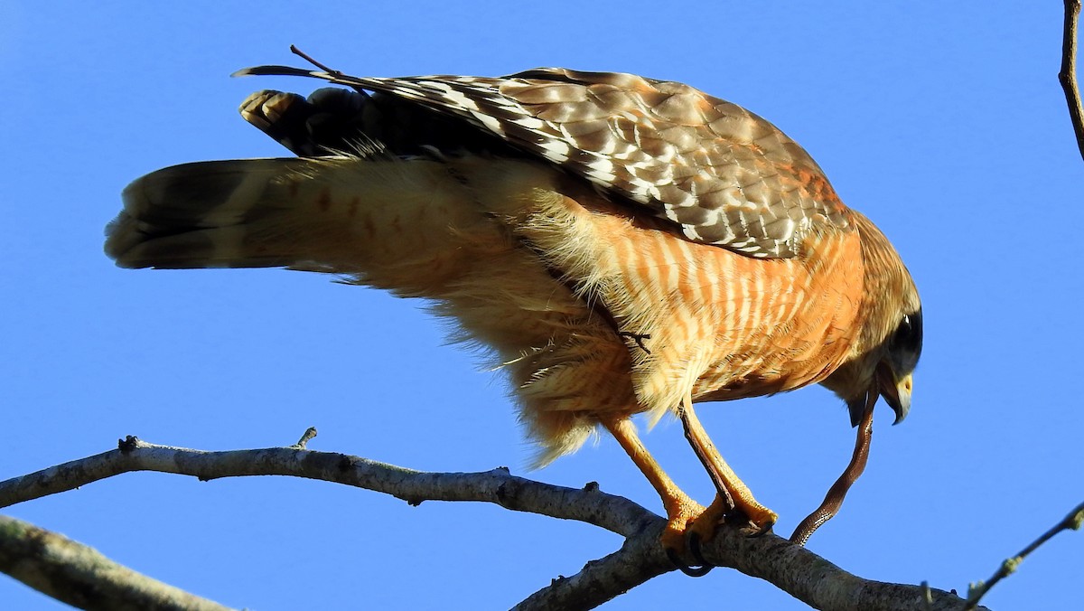 Rotschulterbussard - ML194030391