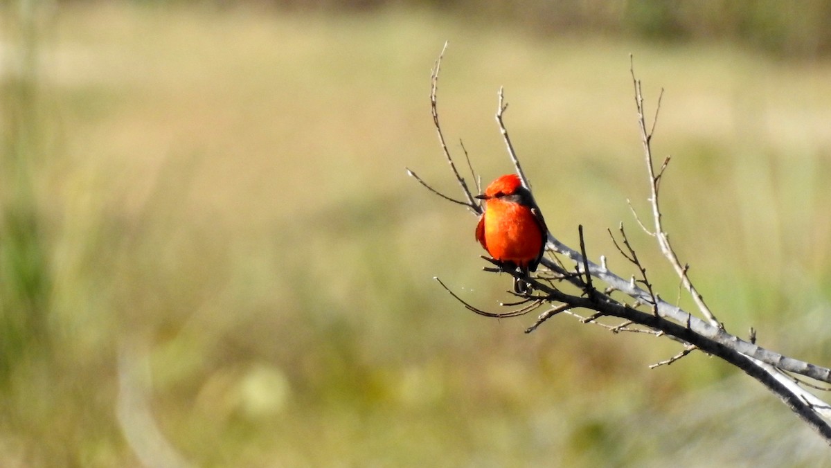 Vermilion Flycatcher - ML194030411