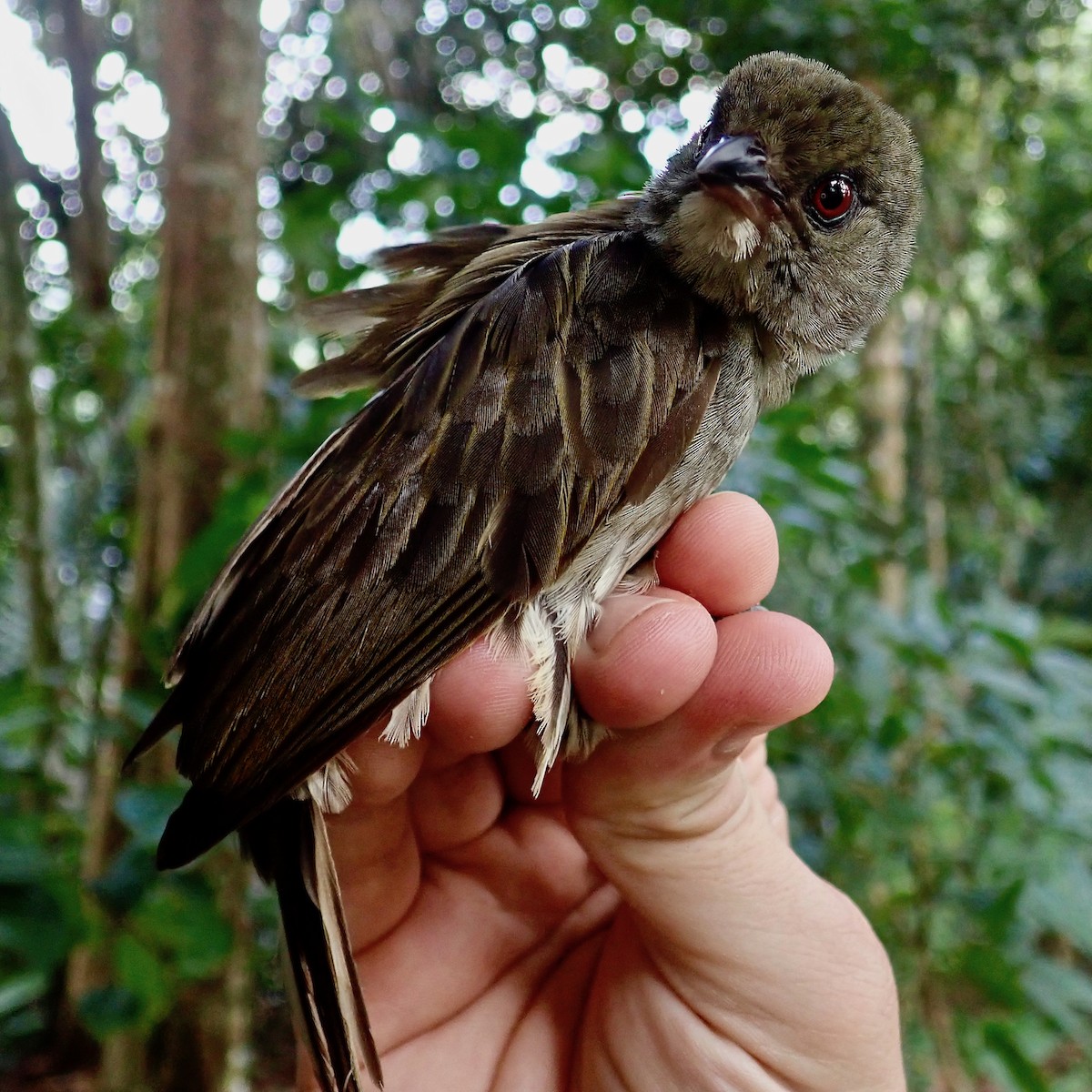 Malaysian Honeyguide - Matt Brady