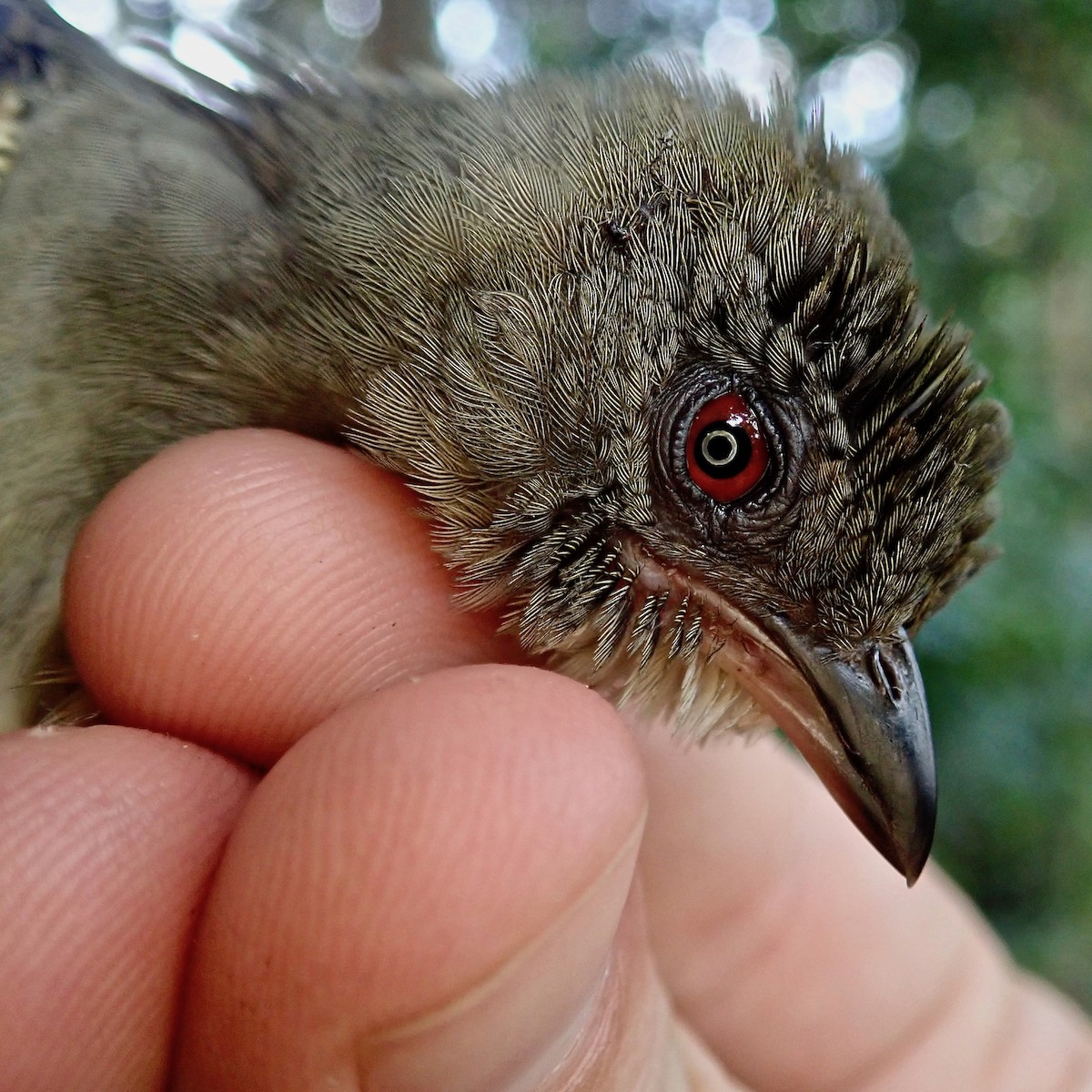 Malaysian Honeyguide - Matt Brady