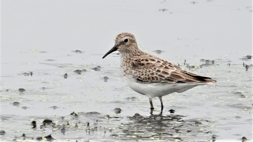 Least Sandpiper - ML194031731