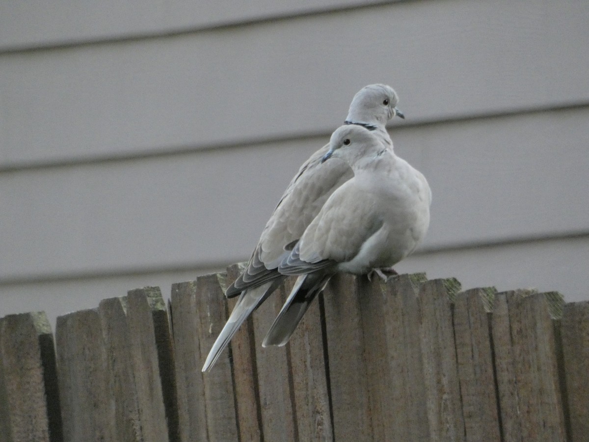 Eurasian Collared-Dove - ML194034161