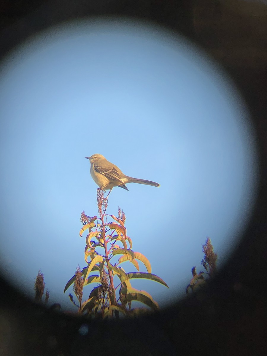 Northern Mockingbird - ML194035011