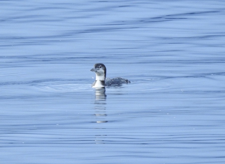 Common Loon - Victoria Vosburg