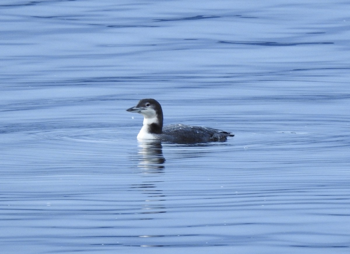 Common Loon - Victoria Vosburg